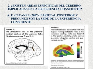 2. ¿EXISTEN AREAS ESPECIFICAS DEL CEREBRO IMPLICADAS EN LA EXPERIENCIA CONSCIENTE? A. E. CAVANNA (2007): PARIETAL POSTERIOR Y PRECUNEO SON LA SEDE DE LA EXPERIENCIA CONSCIENTE 