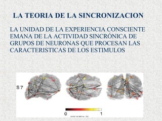 LA TEORIA DE LA SINCRONIZACION LA UNIDAD DE LA EXPERIENCIA CONSCIENTE EMANA DE LA ACTIVIDAD SINCRÓNICA DE GRUPOS DE NEURONAS QUE PROCESAN LAS CARACTERISTICAS DE LOS ESTIMULOS 