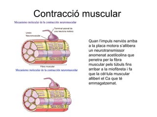 La Contracció Muscular PPT