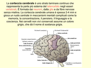 La corteccia cerebrale è uno strato laminare continuo che
rappresenta la parte più esterna del telencefalo negli esseri
vertebrati. È formata dai neuroni, dalla glia e da fibre nervose
senza mielina. La corteccia cerebrale umana è spessa 2-4 mm e
gioca un ruolo centrale in meccanismi mentali complicati come la
memoria, la concentrazione, il pensiero, il linguaggio e la
coscienza. Nei cervelli non vivi conservati assume un colore
grigio, che dà il nome di sostanza grigia.
 