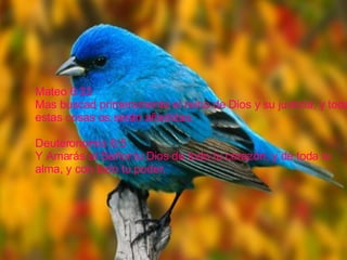 Mateo 6:33 Mas buscad primeramente el reino de Dios y su justicia, y todas estas cosas os serán añadidas. Deuteronomio 6:5 Y Amarás al Señor tu Dios de todo tu corazón, y de toda tu alma, y con todo tu poder.   