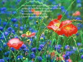 Les fleurs sont apparues dans le pays, le temps de la taille de la vigne est arrivé et la voix de la tourterelle s’est fait entendre dans notre pays.Chant de salomon 1:12TMN