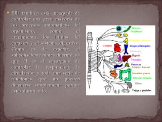Ella también está encargada de controlar una gran mayoría de los procesos automáticos del organismo, como el crecimiento, los latidos del corazón y el sistema digestivo. Como es de esperar, el subconsciente nunca duerme, ya que él es el encargado de controlar la respiración, la circulación y toda una serie de funciones que no pueden detenerse simplemente porque estés durmiendo.  