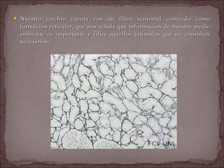 Nuestro cerebro cuenta con un filtro sensorial conocido como formación reticular, que nos señala que información de nuestro medio ambiente es importante y filtra aquellos estímulos que no considera necesarios.  