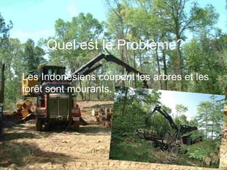 Quel est le Problème? Les Indonésiens coupent les arbres et les for ê t sont mourants.