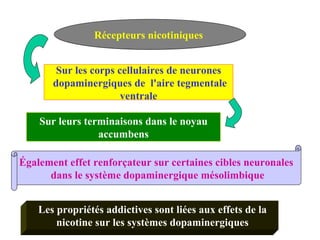Les propriétés addictives sont liées aux effets de la nicotine sur les systèmes dopaminergiques Récepteurs nicotiniques  Sur les corps cellulaires de neurones dopaminergiques de  l'aire tegmentale ventrale Sur leurs terminaisons dans le noyau accumbens Également effet renforçateur sur certaines cibles neuronales dans le système dopaminergique mésolimbique 