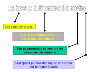 Les bases de la dépendance à la nicotine Une demi-vie courte Une désensibilisation des récepteurs nicotiniques Une augmentation du nombre des récepteurs nicotiniques Absorption pulmonaire rapide de nicotine par la fumée inhalée 