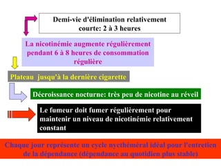 Demi-vie d'élimination relativement courte: 2 à 3 heures La nicotinémie augmente régulièrement pendant 6 à 8 heures de consommation régulière Plateau  jusqu'à la dernière cigarette Décroissance nocturne: très peu de nicotine au réveil Le fumeur doit fumer régulièrement pour maintenir un niveau de nicotinémie relativement constant Chaque jour représente un cycle nycthéméral idéal pour l'entretien de la dépendance (dépendance au quotidien plus stable) 
