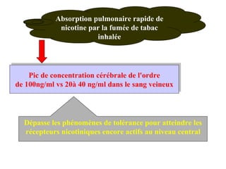Absorption pulmonaire rapide de nicotine par la fumée de tabac inhalée Pic de concentration cérébrale de l'ordre de 100ng/ml vs 20à 40 ng/ml dans le sang veineux Dépasse les phénomènes de tolérance pour atteindre les récepteurs nicotiniques encore actifs au niveau central 