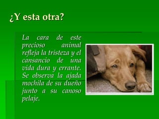 ¿Y esta otra?
La cara de este
precioso animal
refleja la tristeza y el
cansancio de una
vida dura y errante.
Se observa la ajada
mochila de su dueño
junto a su canoso
pelaje.
 