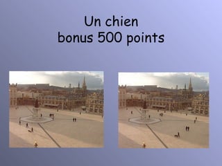 Un chien bonus 500 points 