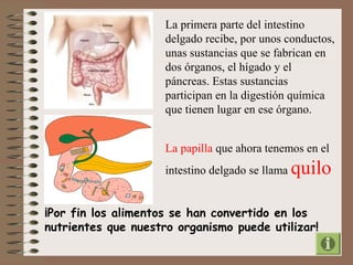 La primera parte del intestino 
delgado recibe, por unos conductos, 
unas sustancias que se fabrican en 
dos órganos, el hígado y el 
páncreas. Estas sustancias 
participan en la digestión química 
que tienen lugar en ese órgano. 
La papilla que ahora tenemos en el 
intestino delgado se llama quilo 
¡Por fin los alimentos se han convertido en los 
nutrientes que nuestro organismo puede utilizar! 
 