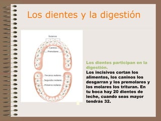 Los dientes y la digestión 
Los dientes participan en la 
digestión. 
Los incisivos cortan los 
alimentos, los caninos los 
desgarran y los premolares y 
los molares los trituran. En 
tu boca hay 20 dientes de 
leche, cuando seas mayor 
tendrás 32. 
 