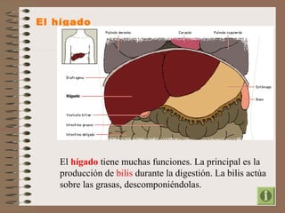 El hígado 
El hígado tiene muchas funciones. La principal es la 
producción de bilis durante la digestión. La bilis actúa 
sobre las grasas, descomponiéndolas. 
 