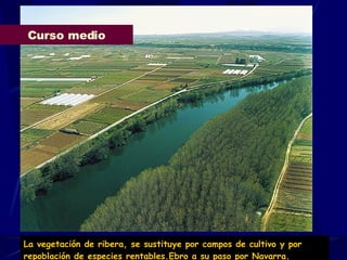 Curso medio La vegetación de ribera, se sustituye por campos de cultivo y por repoblación de especies rentables.Ebro a su paso por Navarra. 