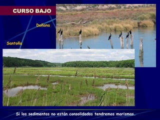 CURSO BAJO Si los sedimentos no están consolidados tendremos marismas.  Doñana Santoña 