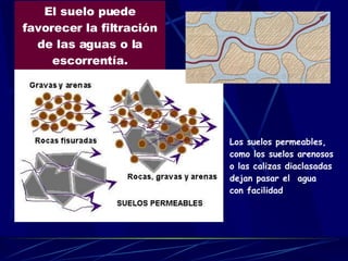 El suelo puede favorecer la filtración de las aguas o la escorrentía. Los suelos permeables, como los suelos arenosos o las calizas diaclasadas dejan pasar el  agua con facilidad 