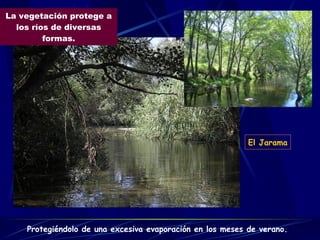 La vegetación protege a los ríos de diversas formas. Protegiéndolo de una excesiva evaporación en los meses de verano. El Jarama 