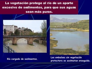 La vegetación protege al río de un aporte excesivo de sedimentos, para que sus aguas sean más puras. Río cargado de sedimentos. Los embalses sin vegetación protectora se acolmatan enseguida. 
