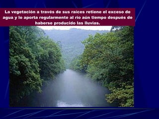 La vegetación a través de sus raíces retiene el exceso de agua y lo aporta regularmente al río aún tiempo después de haberse producido las lluvias. 