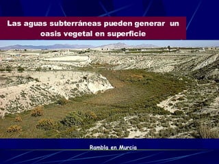 Las aguas subterráneas pueden generar  un oasis vegetal en superficie Rambla en Murcia 