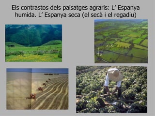 Els contrastos dels paisatges agraris: L’ Espanya humida. L’ Espanya seca (el secà i el regadiu) 