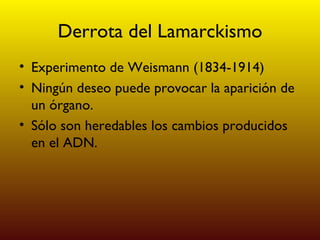 Derrota del Lamarckismo Experimento de Weismann (1834-1914) Ningún deseo puede provocar la aparición de un órgano. Sólo son heredables los cambios producidos en el ADN. 