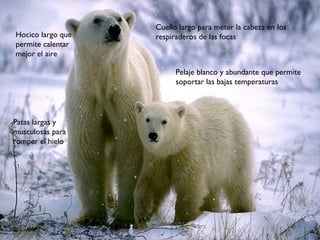 Cuello largo para meter la cabeza en los respiraderos de las focas Hocico largo que permite calentar mejor el aire Patas largas y musculosas para romper el hielo Pelaje blanco y abundante que permite soportar las bajas temperaturas 