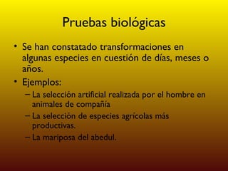 Pruebas biológicas Se han constatado transformaciones en algunas especies en cuestión de días, meses o años.  Ejemplos:  La selección artificial realizada por el hombre en animales de compañía La selección de especies agrícolas más productivas. La mariposa del abedul. 