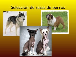 Selección de razas de perros 