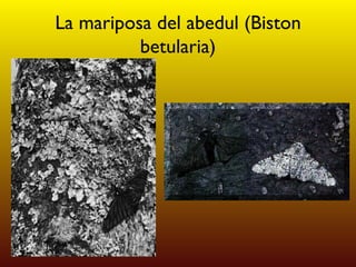 La mariposa del abedul (Biston betularia) 