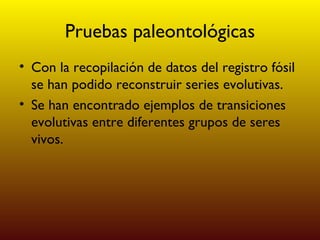 Pruebas paleontológicas Con la recopilación de datos del registro fósil se han podido reconstruir series evolutivas. Se han encontrado ejemplos de transiciones evolutivas entre diferentes grupos de seres vivos. 