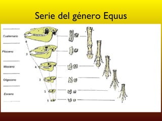 Serie del género Equus 