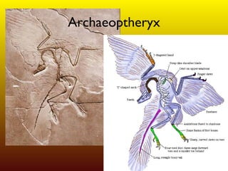 Archaeoptheryx 
