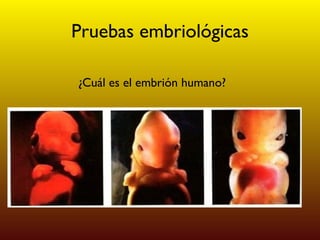 Pruebas embriológicas ¿Cuál es el embrión humano? 