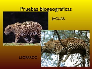 Pruebas biogeográficas JAGUAR LEOPARDO 