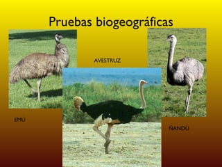 Pruebas biogeográficas EMÚ ÑANDÚ AVESTRUZ 