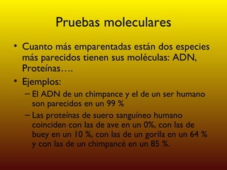 Pruebas moleculares Cuanto más emparentadas están dos especies más parecidos tienen sus moléculas: ADN, Proteínas…. Ejemplos: El ADN de un chimpance y el de un ser humano son parecidos en un 99 % Las proteínas de suero sanguíneo humano coinciden con las de ave en un 0%, con las de buey en un 10 %, con las de un gorila en un 64 % y con las de un chimpancé en un 85 %. 