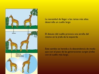 La necesidad de llegar a las ramas más altas desarrolla un cuello largo El desuso del cuello provoca una atrofia del mismo en la jirafa de la izquierda Este cambio se hereda a la descendencia de modo que con el paso de las generaciones surgen jirafas con el cuello más largo. 