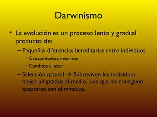 Darwinismo La evolución es un proceso lento y gradual producto de: Pequeñas diferencias hereditarias entre individuos Cruzamientos internos Cambios al azar Selección natural    Sobreviven los individuos mejor adaptados al medio. Los que no consiguen adaptarse son eliminados. 