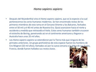 Homo sapiens sapiens Después del Neanderthal vino el  Homo sapiens sapiens , que es la especie a la cual pertenecemos los seres humanos modernos. Se han encontrado restos de los primeros miembros de esta rama en el Cercano Oriente y los Balcanes, fechados entre el 50 mil y el 40 mil antes de Nuestra Era. Quizá avanzaron hacia el norte y occidente a medida que retrocedía el hielo. Estos seres humanos también cruzaron el estrecho de Bering, penetrando así en el continente americano y llegaron a Australia hace unos 25 mil años.  Los  Homo sapiens sapiens  se extendieron por la Tierra más que ninguno de los primates anteriores. Un grupo prehistórico de esta especie fueron los hombres de Cro-Magnon (32 mil años), llamados así por la cueva cercana a la aldea de Les Eyzies, Francia, donde fueron hallados sus restos óseos.  