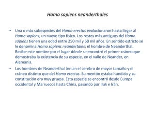 Homo sapiens neanderthales Una o más subespecies del  Homo erectus  evolucionaron hasta llegar al  Homo sapiens , un nuevo tipo físico. Los restos más antiguos del  Homo sapiens  tienen una edad entre 250 mil y 50 mil años. En sentido estricto se le denomina  Homo sapiens neandertales : el hombre de Neanderthal. Recibe este nombre por el lugar dónde se encontró el primer cráneo que demostraba la existencia de su especie, en el valle de Neander, en Alemania.  Los hombres de Neanderthal tenían el cerebro de mayor tamaño y el cráneo distinto que del  Homo erectus . Su mentón estaba hundido y su constitución era muy gruesa. Esta especie se encontró desde Europa occidental y Marruecos hasta China, pasando por Irak e Irán.  