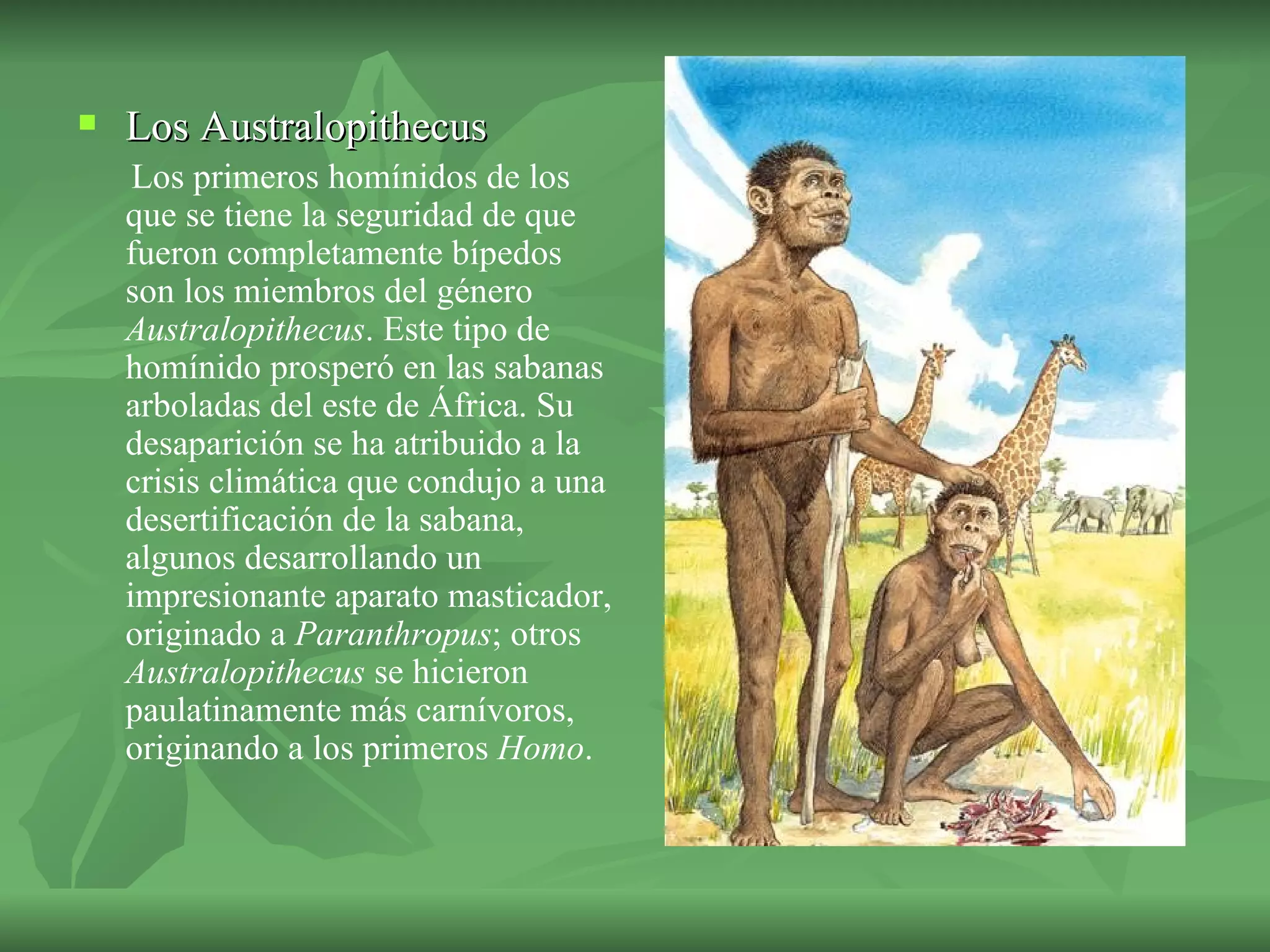 Los Australopithecus   Los primeros homínidos de los que se tiene la seguridad de que fueron completamente bípedos son los miembros del género  Australopithecus . Este tipo de homínido prosperó en las sabanas arboladas del este de África. Su desaparición se ha atribuido a la crisis climática que condujo a una desertificación de la sabana, algunos desarrollando un impresionante aparato masticador, originado a  Paranthropus ; otros  Australopithecus  se hicieron paulatinamente más carnívoros, originando a los primeros  Homo .   