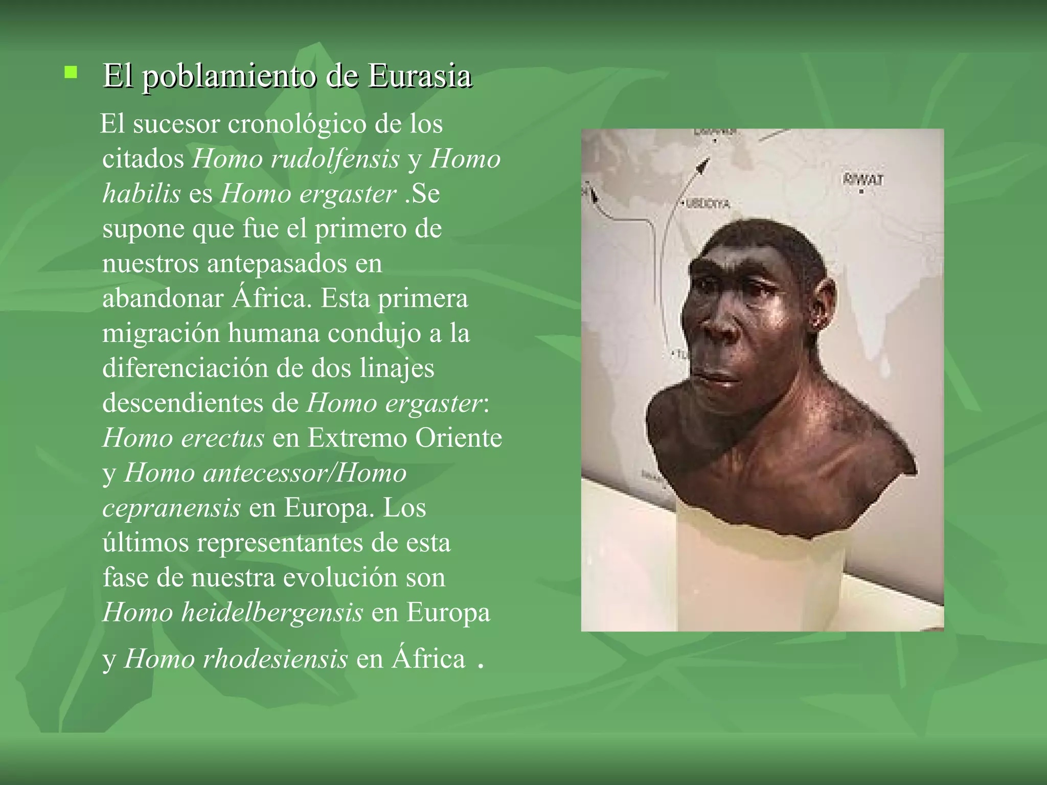 El poblamiento de Eurasia El sucesor cronológico de los citados  Homo rudolfensis  y  Homo habilis  es  Homo ergaster  .Se supone que fue el primero de nuestros antepasados en abandonar África. Esta primera migración humana condujo a la diferenciación de dos linajes descendientes de  Homo ergaster :  Homo erectus  en Extremo Oriente y  Homo antecessor/Homo cepranensis  en Europa. Los últimos representantes de esta fase de nuestra evolución son  Homo heidelbergensis  en Europa y  Homo rhodesiensis  en África  . 
