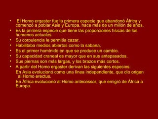 El Homo ergaster fue la primera especie que abandonó África y comenzó a poblar Asia y Europa, hace más de un millón de años. Es la primera especie que tiene las proporciones físicas de los humanos actuales. Su corpulencia le permitía cazar. Habilitaba medios abiertos como la sabana. Es el primer homínido en que se produce un cambio. Su capacidad craneal es mayor que en sus antepasados. Sus piernas son más largas, y los brazos más cortos. A partir del Homo ergaster derivan las siguientes especies: En Asia evolucionó como una línea independiente, que dio origen  al Homo erectus. En África evolucionó al Homo antecessor, que emigró de África a  Europa. 