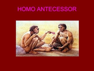 HOMO ANTECESSOR 