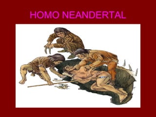 HOMO NEANDERTAL 