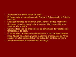 Apareció hace medio millón de años. El Neandertal se extendió desde Europa a Asia central y a Oriente próximo. Los Neandertales no eran muy altos, pero sí fuertes y robustos. Su cráneo era alargado y bajo, y su capacidad craneal incluso superior a la nuestra. Colonizó todo tipo de ambientes y se alimentaba de vegetales de temporada y de caza. Durante miles de años convivieron con el homo sapiens sapiens. Hace 45.000 años los humanos modernos procedentes de África sustituyen a los neandertales y se extienden por toda la Tierra. A ellos se debe el descubrimiento del fuego. 