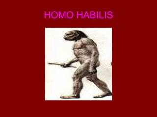 HOMO HABILIS 