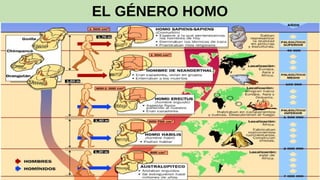 EL GÉNERO HOMO
 